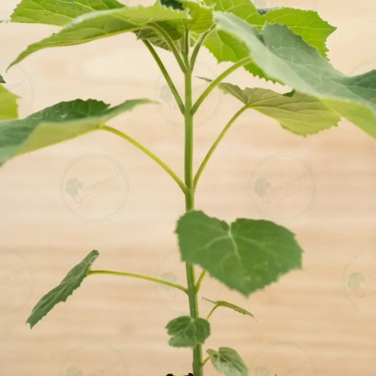 Paulownia Aromatica® – Pot 600 ml