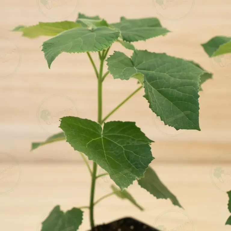 Paulownia Aromatica® – Pot 600 ml