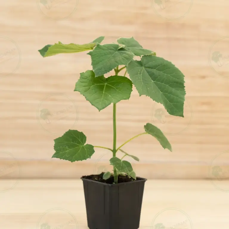 Paulownia Aromatica® – Pot 600 ml