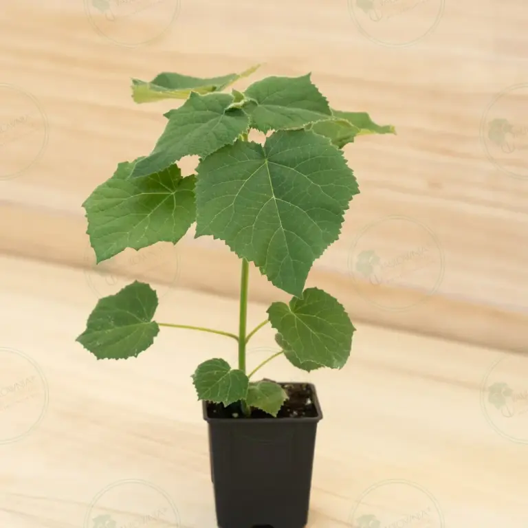 Paulownia Aromatica® – Pot 600 ml