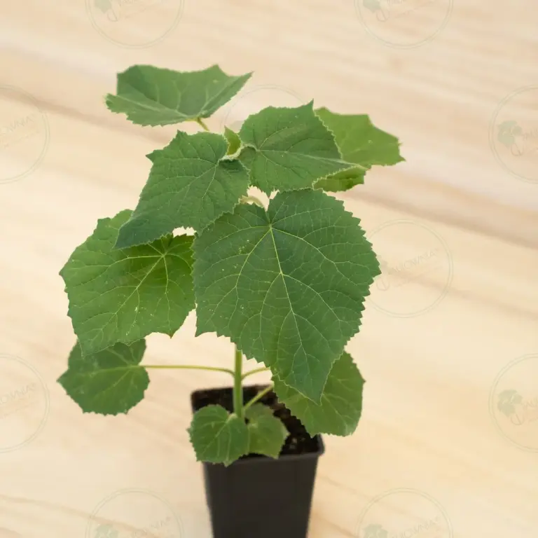 Paulownia Aromatica® – Pot 600 ml
