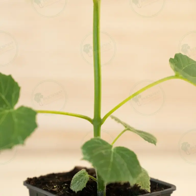 Paulownia Aromatica® – Pot 600 ml