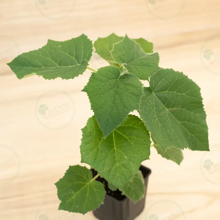 Paulownia Aromatica® – Pot 600 ml