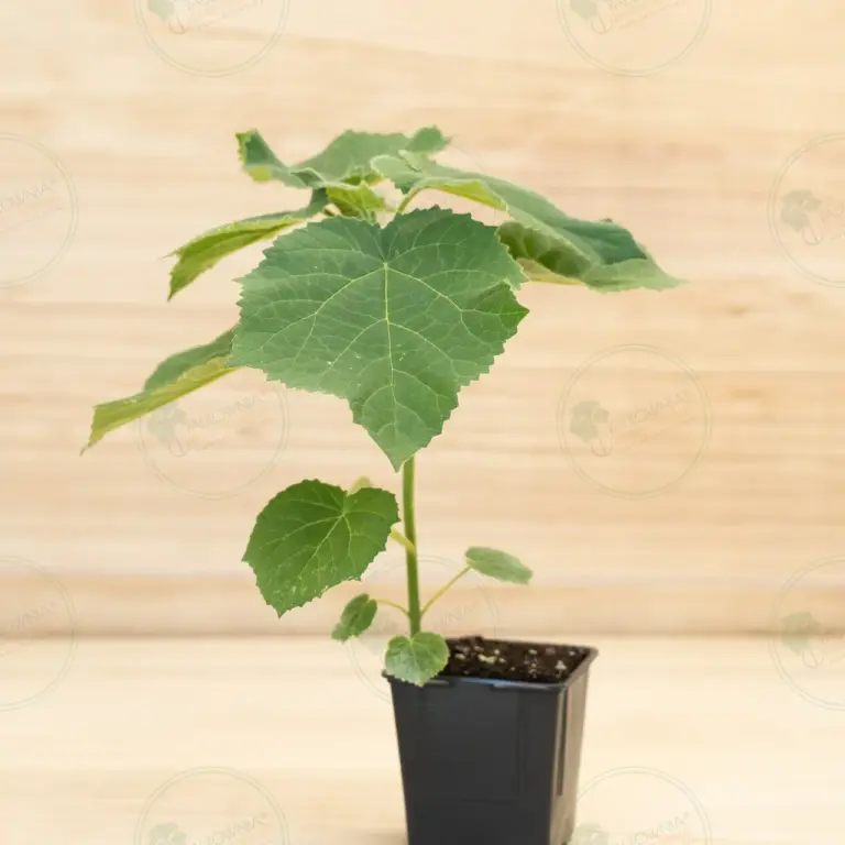 Paulownia Aromatica® – Pot 600 ml