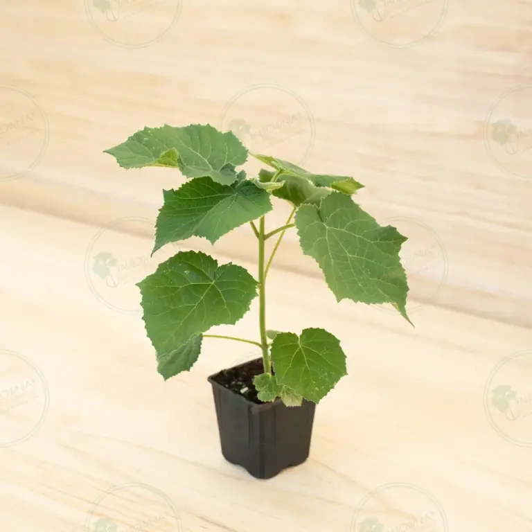 Paulownia Aromatica® – Pot 600 ml