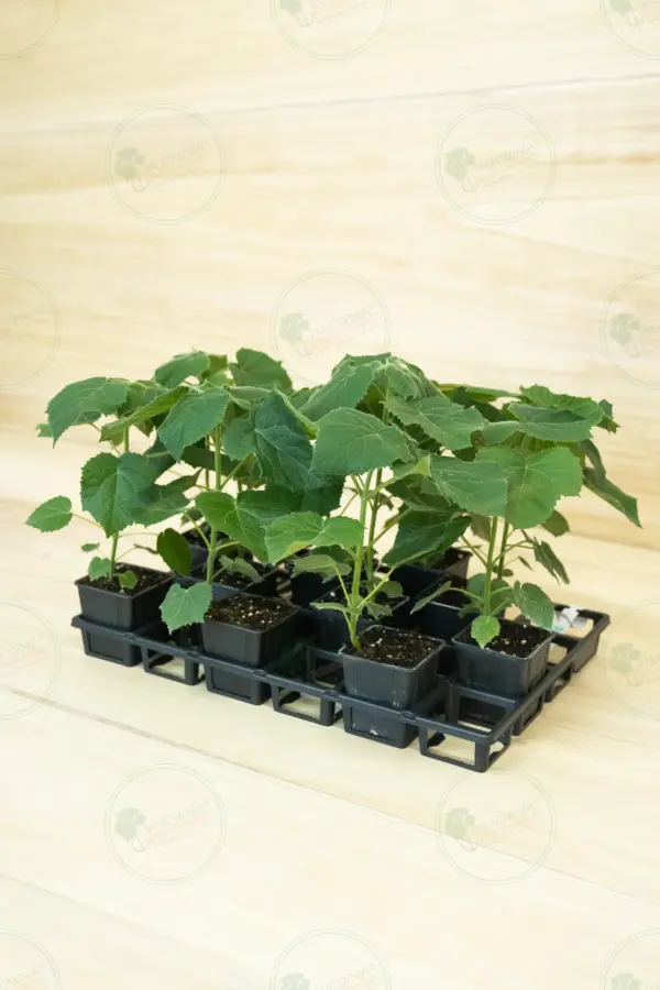 Paulownia Aromatica® – Tray