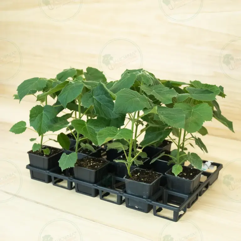 Paulownia Aromatica® – Tray