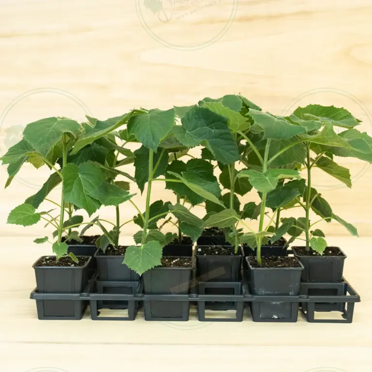 Paulownia Aromatica® – Tray