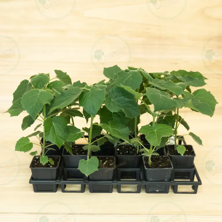 Paulownia Aromatica® – Tray