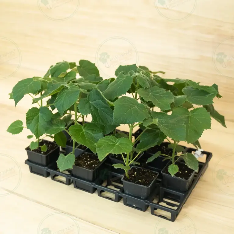 Paulownia Aromatica® – Tray