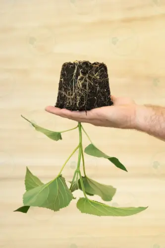 paulownia-elongata-plant-600l-root-paulowniapro-01