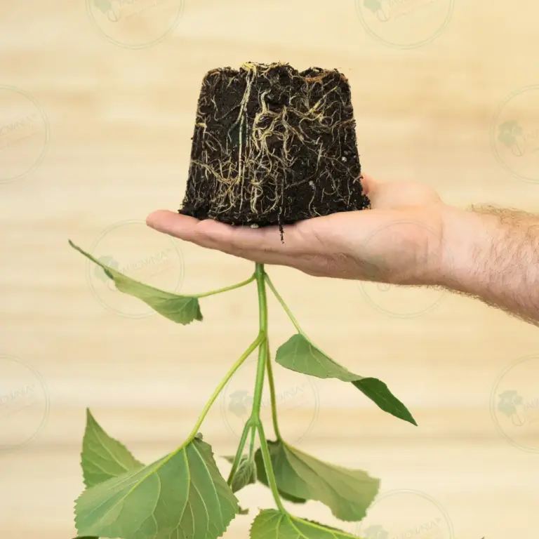Paulownia Elongata White Night® – Stump in pot 600 ml