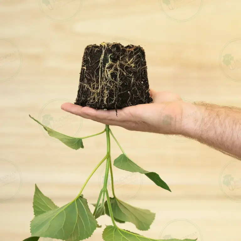 Paulownia Elongata White Night® – Stump in pot 600 ml