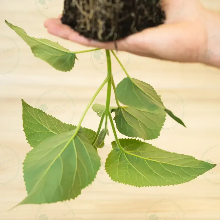 Paulownia Elongata White Night® – Stump in pot 600 ml