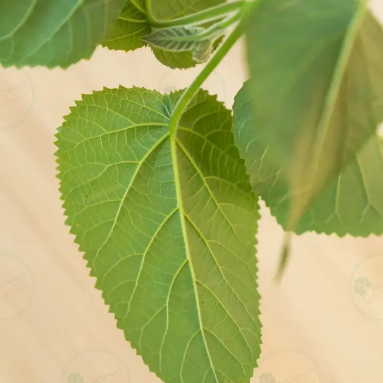 Paulownia Elongata White Night® – Stump in pot 600 ml