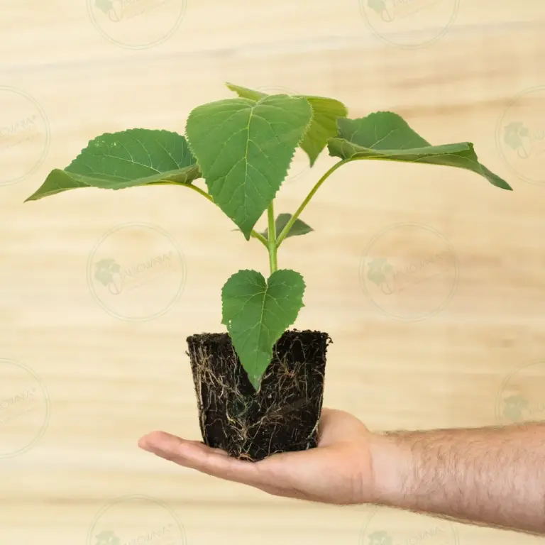 Paulownia Elongata White Night® – Stump in pot 600 ml