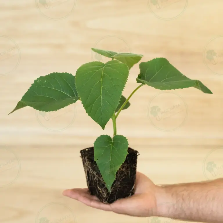 Paulownia Elongata White Night® – Stump in pot 600 ml