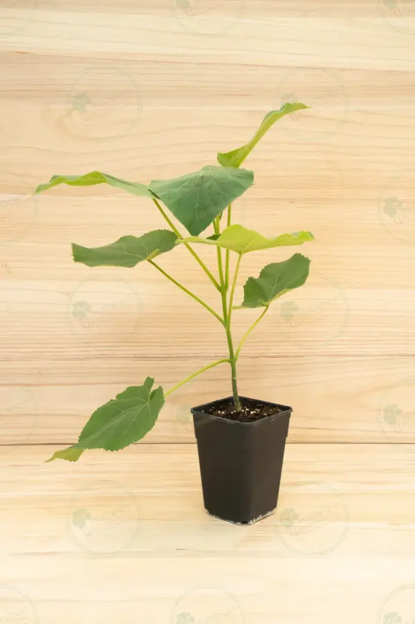 Paulownia Elongata White Night® – Pot 3.6 L