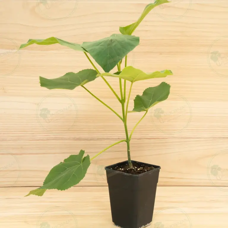 Paulownia Elongata White Night® – Pot 3.6 L