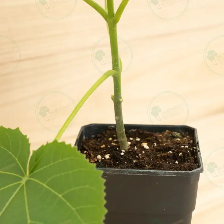 Paulownia Elongata White Night® – Pot 3.6 L