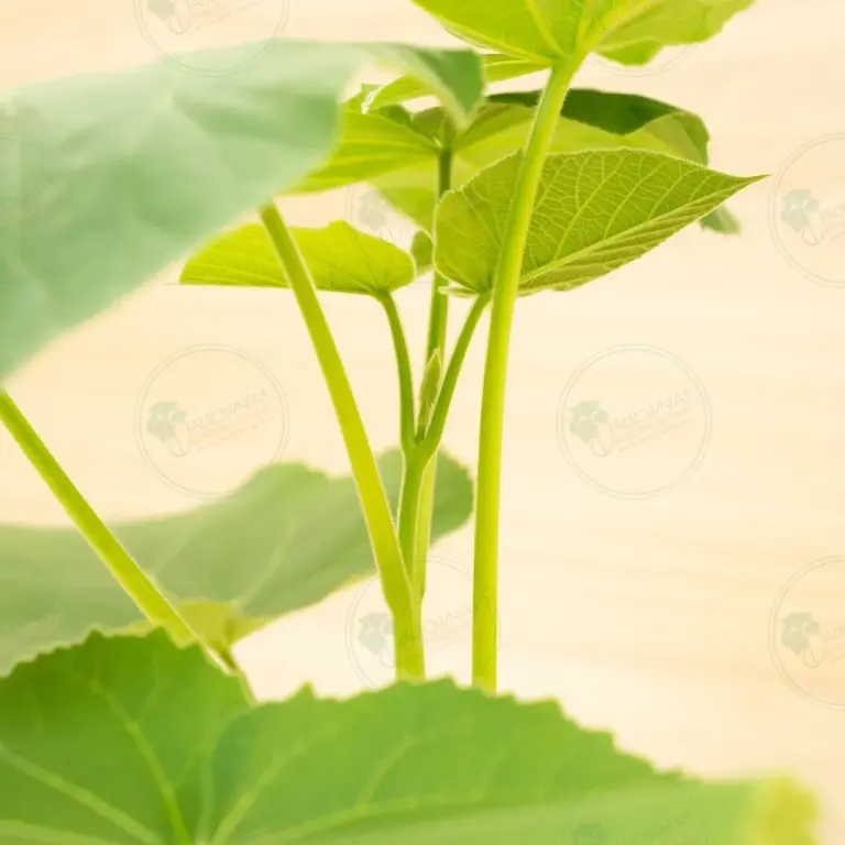 Paulownia Elongata White Night® – Pot 3.6 L