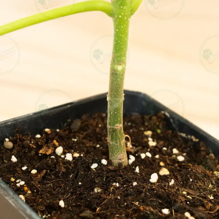 Paulownia Elongata White Night® – Pot 3.6 L