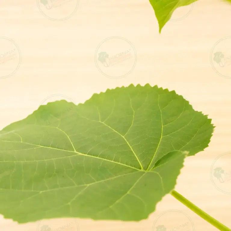 Paulownia Elongata White Night® – Pot 3.6 L