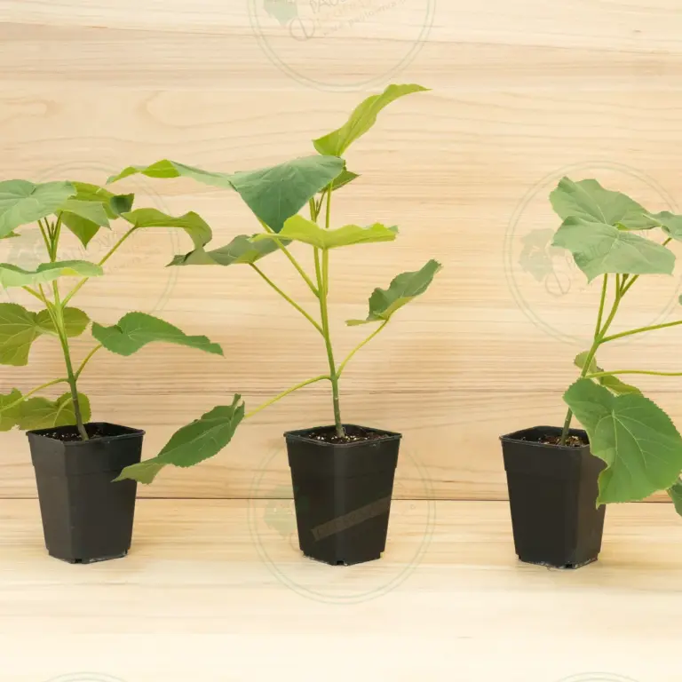 Paulownia Elongata White Night® – Pot 3.6 L
