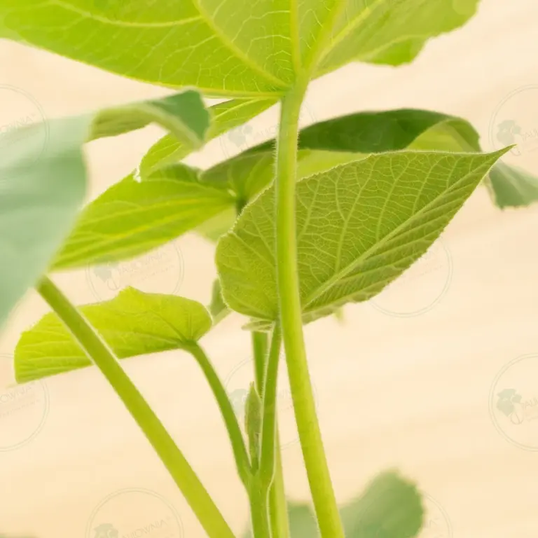 Paulownia Elongata White Night® – Pot 3.6 L