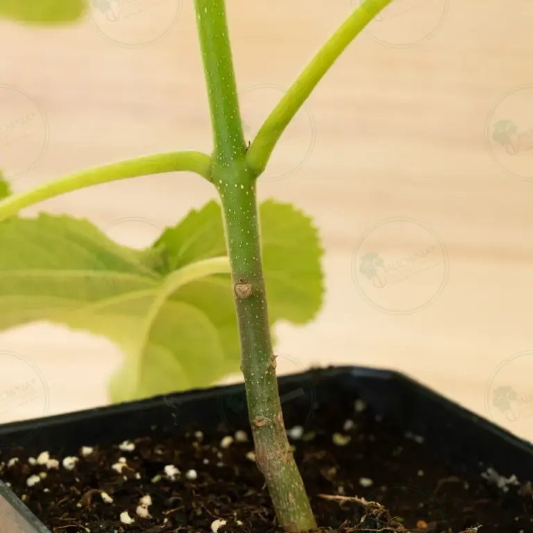 Paulownia Elongata White Night® – Pot 3.6 L