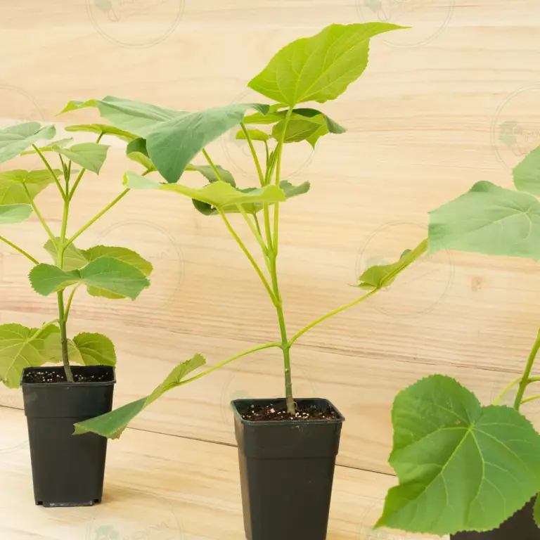 Paulownia Elongata White Night® – Pot 3.6 L