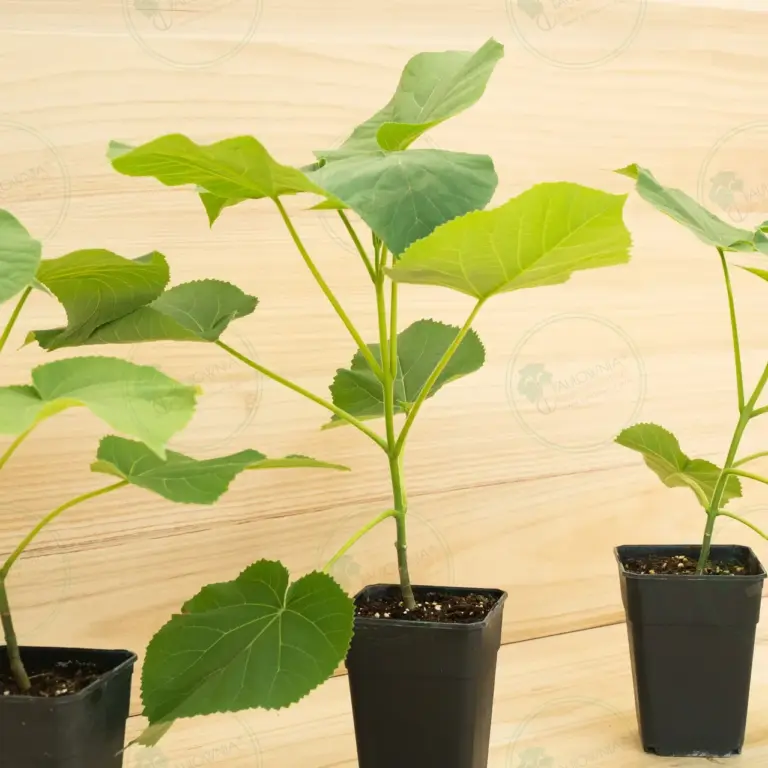 Paulownia Elongata White Night® – Pot 3.6 L