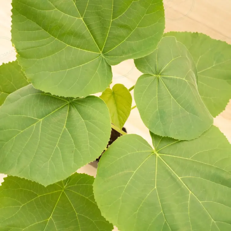Paulownia Elongata White Night® – Pot 3.6 L