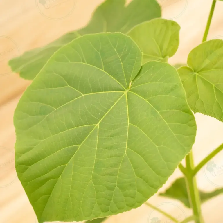 Paulownia Elongata White Night® – Pot 3.6 L