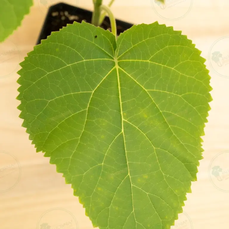 Paulownia Elongata White Night® – Pot 3.6 L