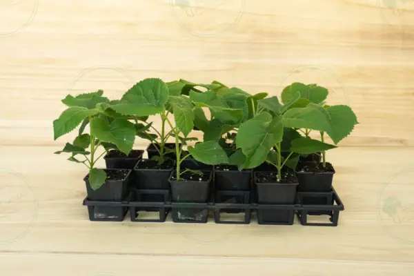 Paulownia Elongata White Night® – Tray