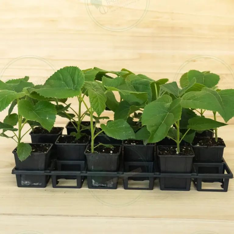 Paulownia Elongata White Night® – Tray