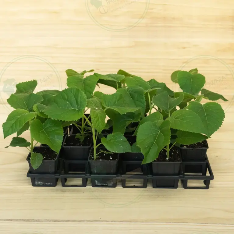 Paulownia Elongata White Night® – Tray