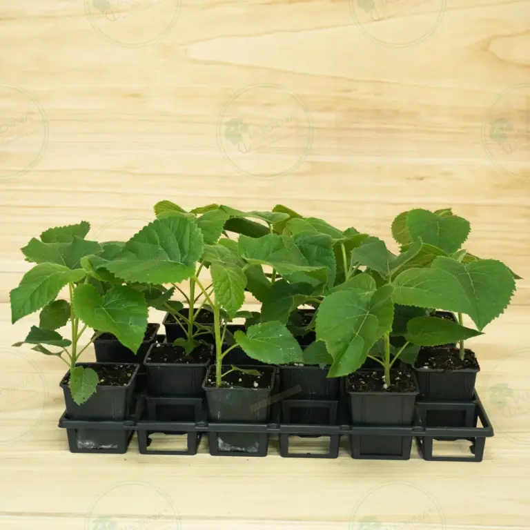 Paulownia Elongata White Night® – Tray