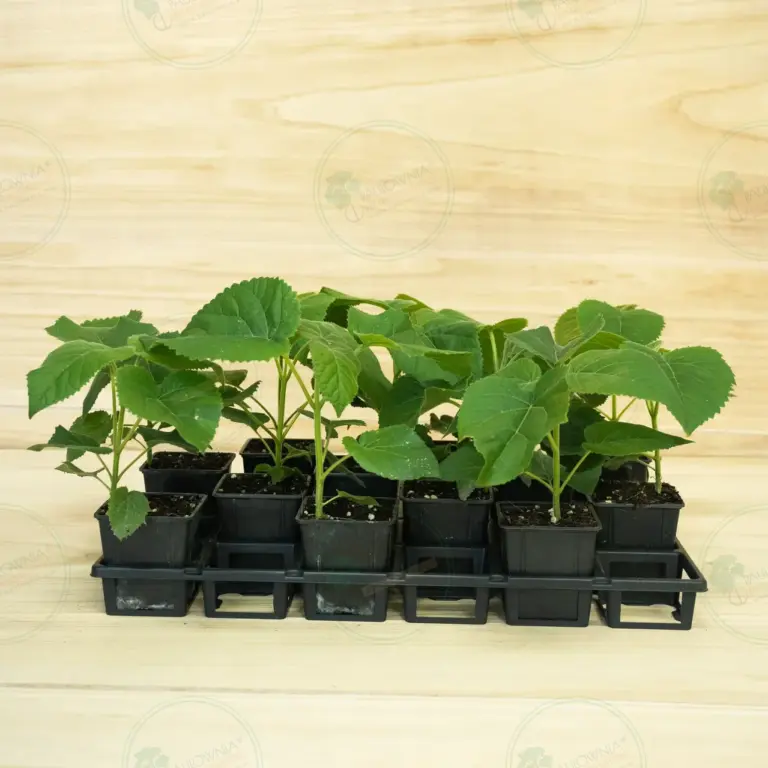 Paulownia Elongata White Night® – Tray