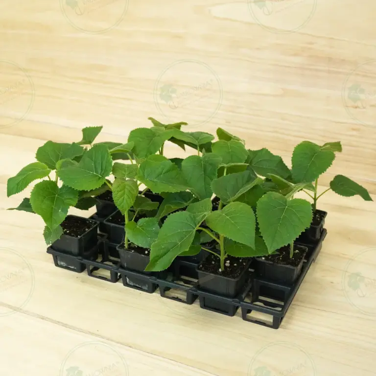 Paulownia Elongata White Night® – Tray