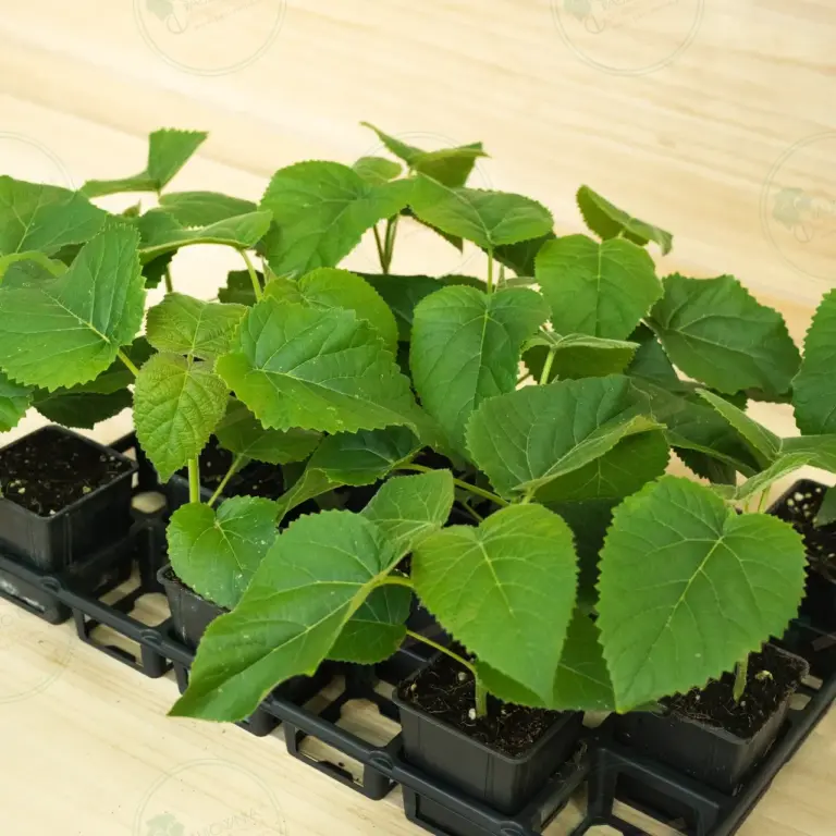 Paulownia Elongata White Night® – Tray