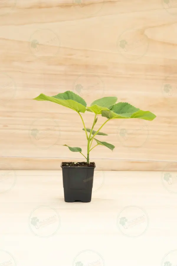 Павловния Elongata White Night® – Горшок 600 мл