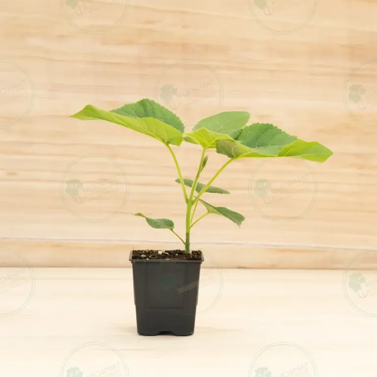 Павловния Elongata White Night® – Горшок 600 мл