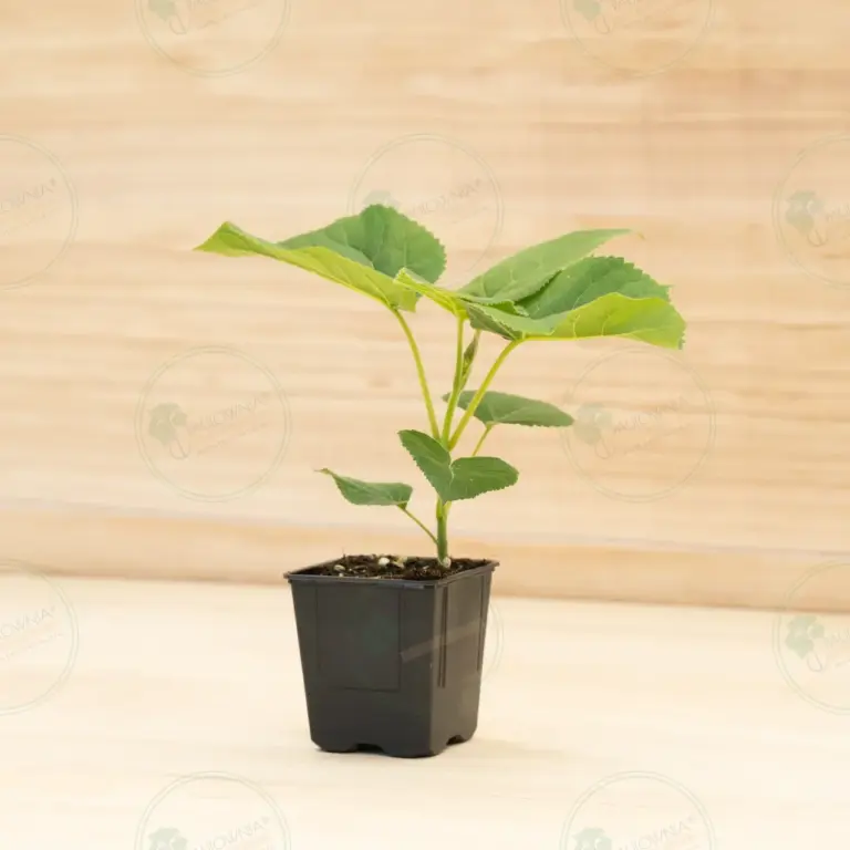 Павловния Elongata White Night® – Горшок 600 мл