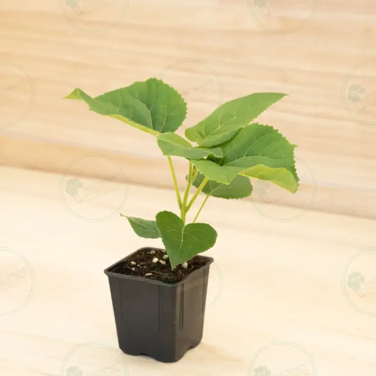 Павловния Elongata White Night® – Горшок 600 мл