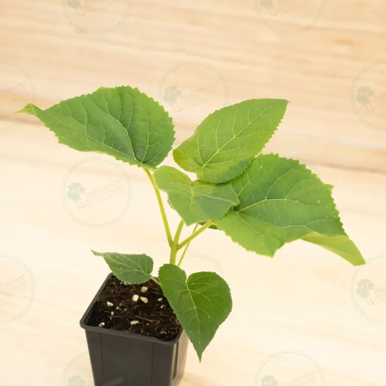 Павловния Elongata White Night® – Горшок 600 мл