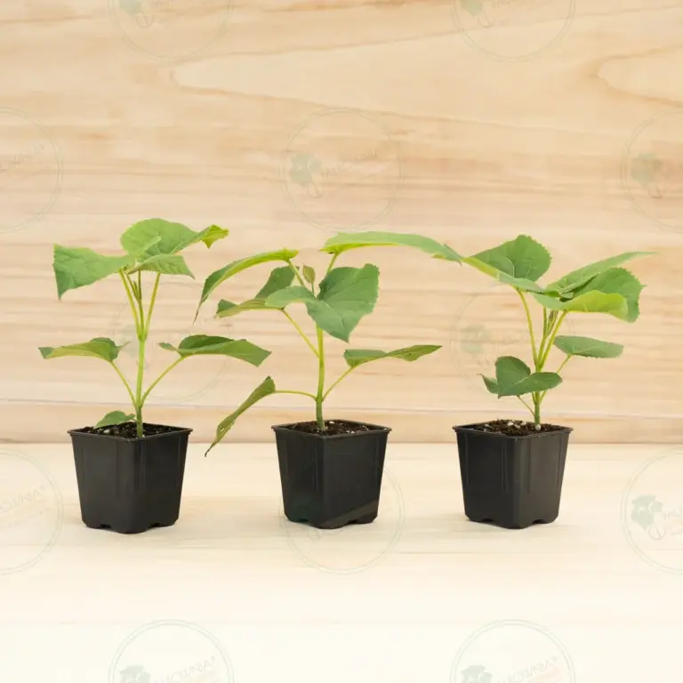 Павловния Elongata White Night® – Горшок 600 мл
