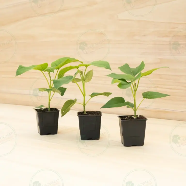 Павловния Elongata White Night® – Горшок 600 мл