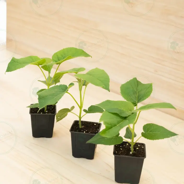 Павловния Elongata White Night® – Горшок 600 мл